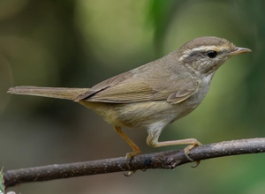 Дуучшувуу (Цангинаа дуучшувуу)